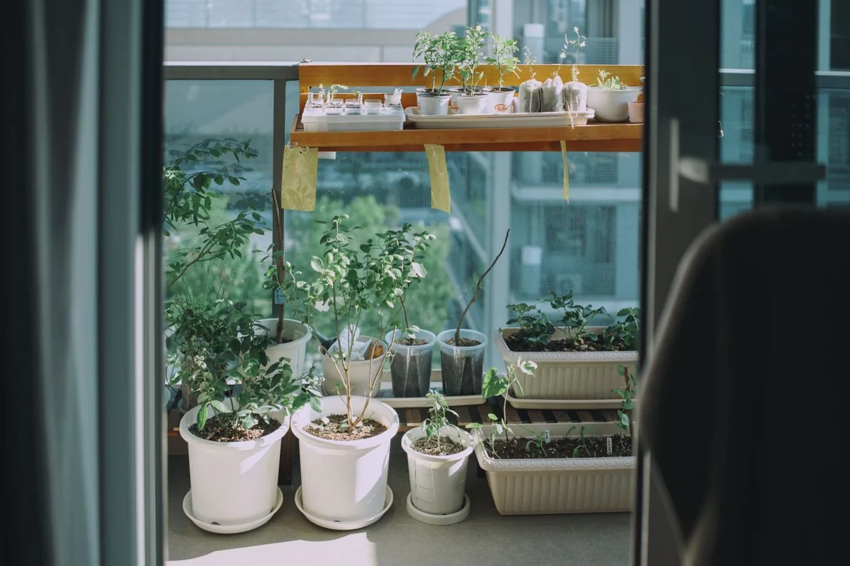 Potted plants grouped on a sunny balcony