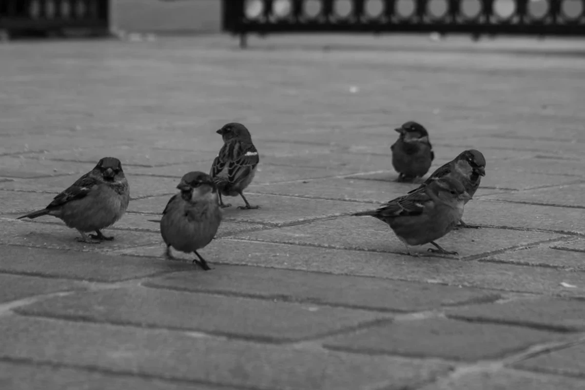 Small birds gathered beside an urban gate