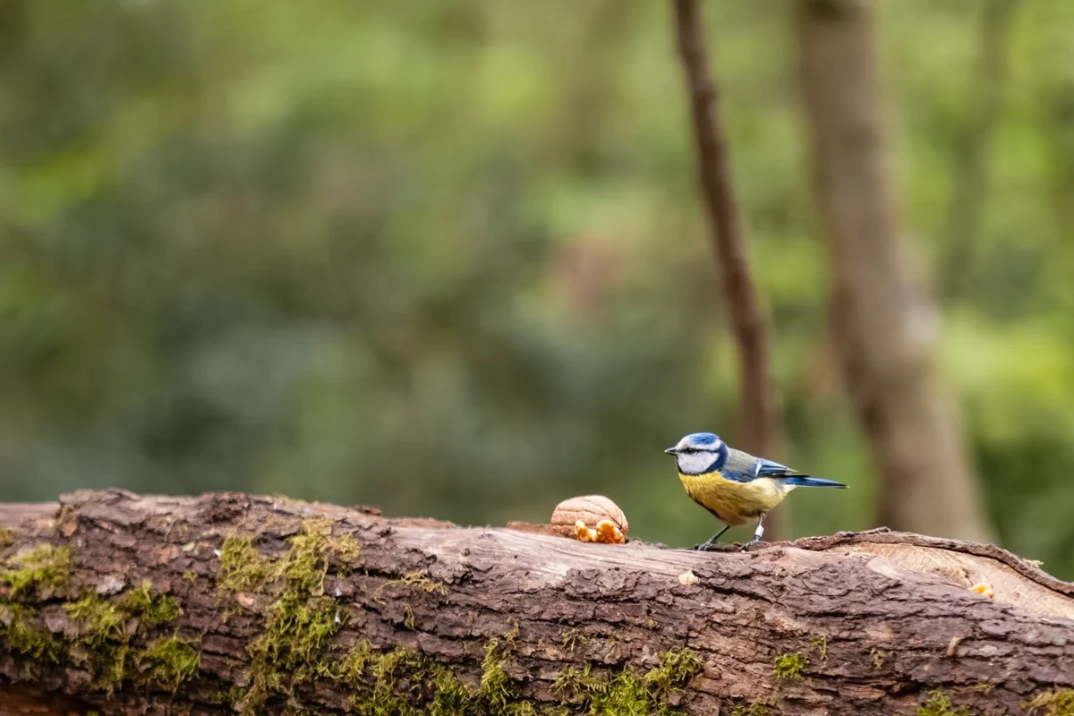 Blue tit on a moss-covered log