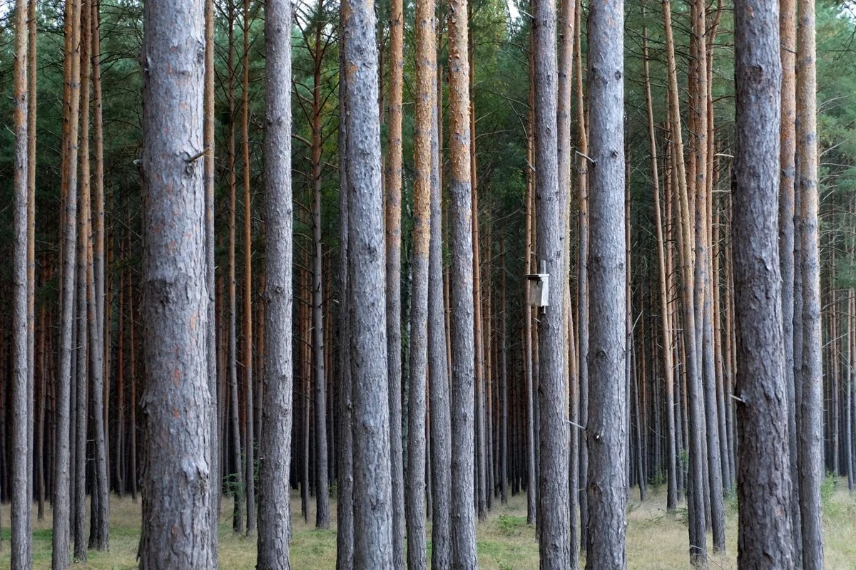 Nest box among widely spaced forest trunks