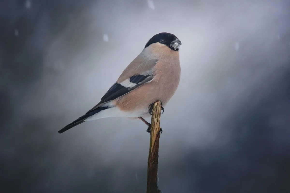 Eurasian bullfinch in a winter landscape