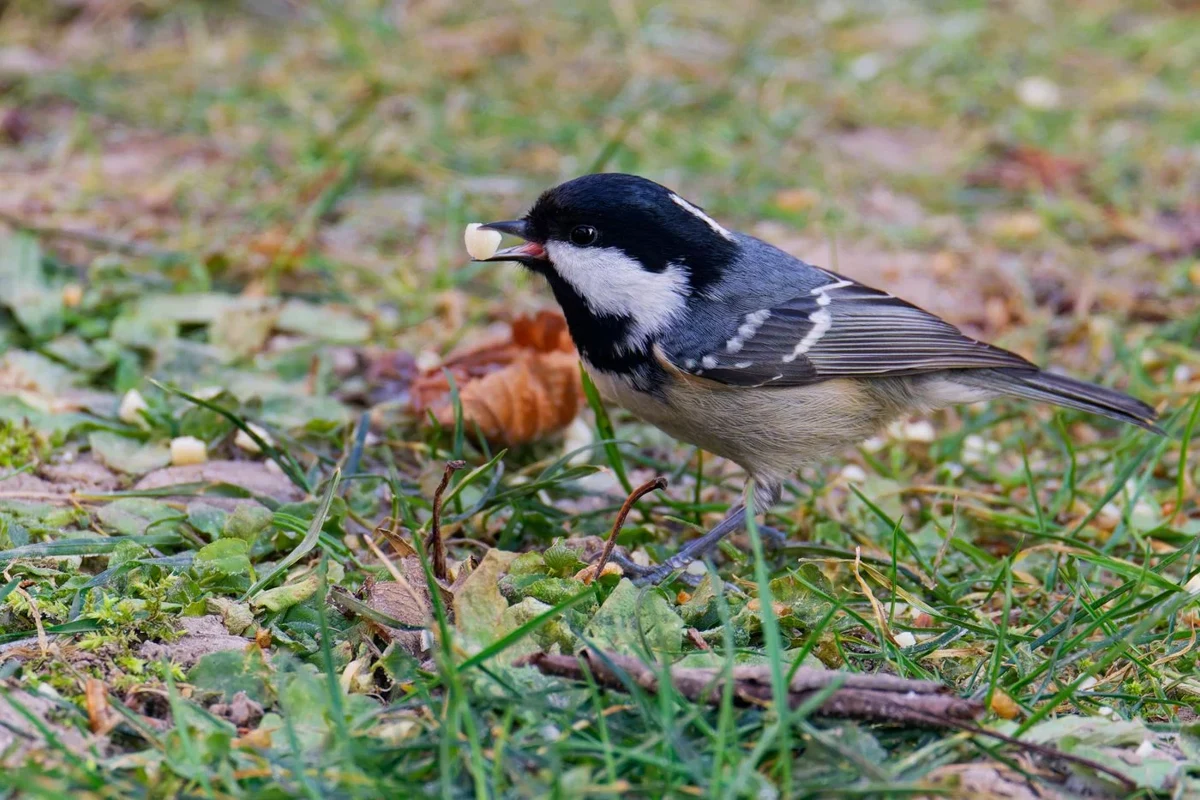 Coal tit foraging among grass