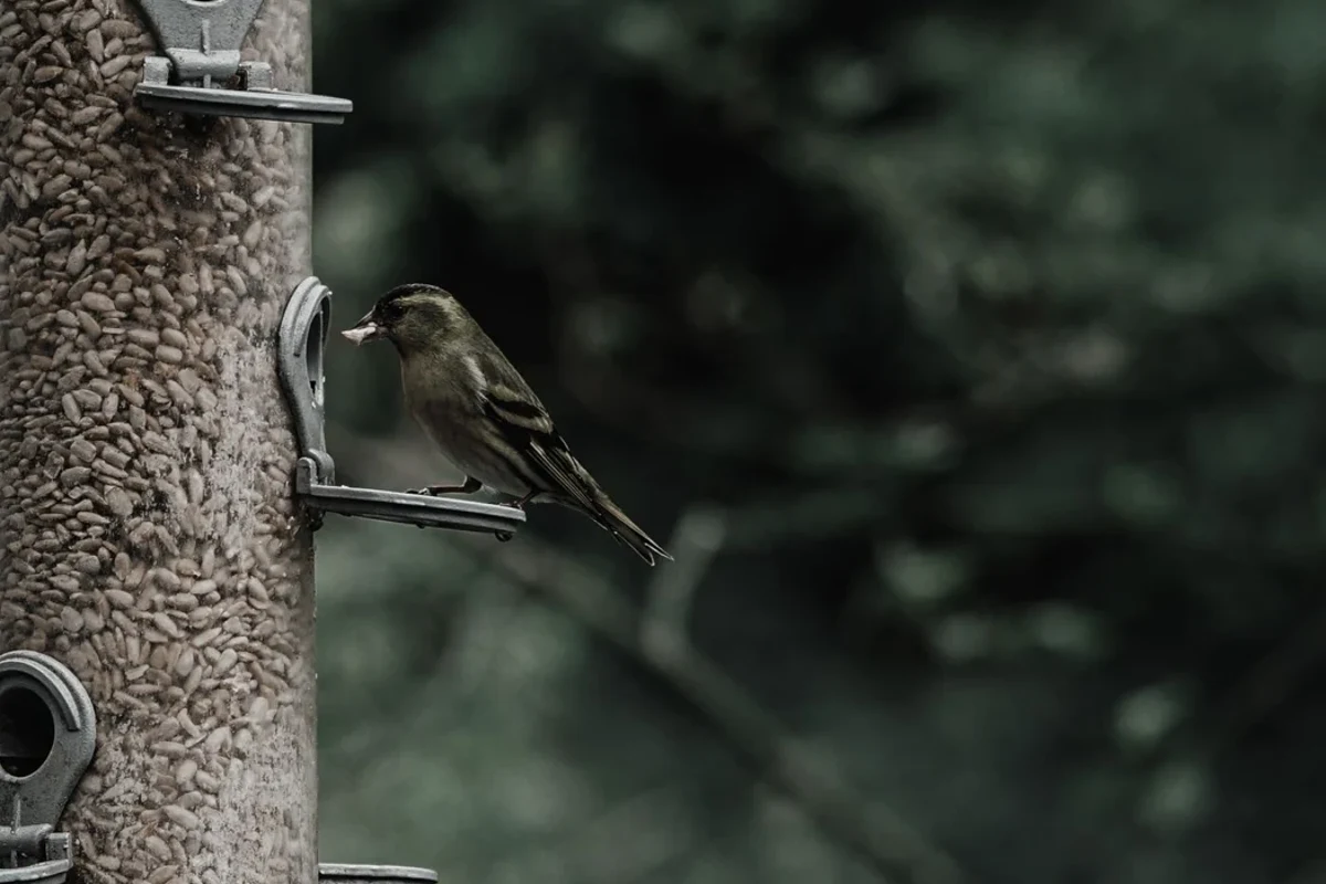 Two small birds visiting a tube feeder