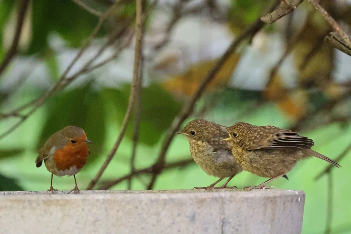 European robin and young birds beside a birdbath