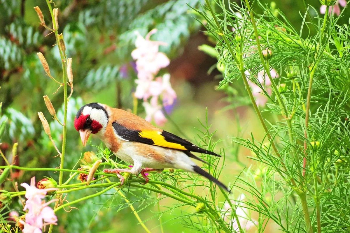 European goldfinch feeding among seed-bearing plants