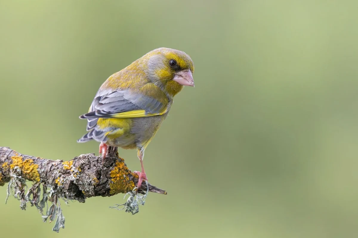 European greenfinch perched on a branch