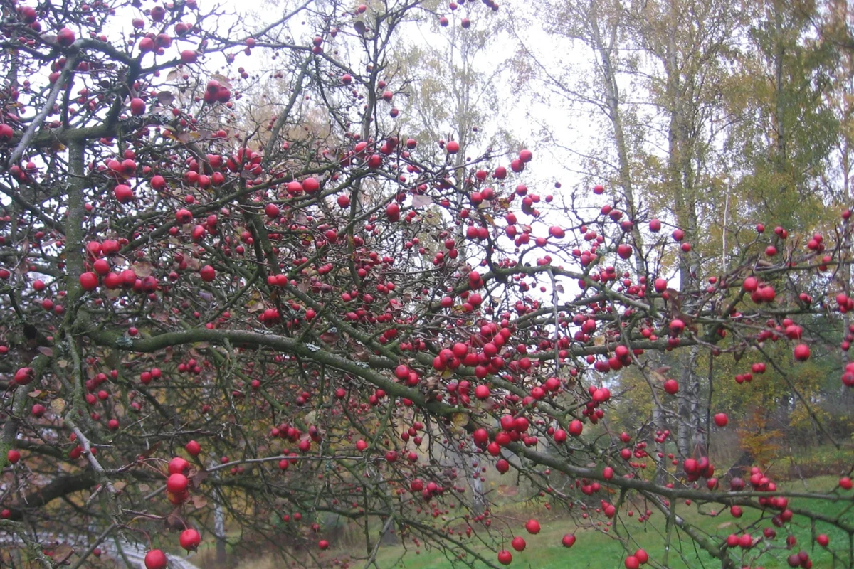 Red hawthorn fruits among autumn leaves