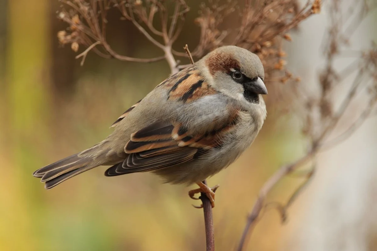 House sparrow on a slender branch
