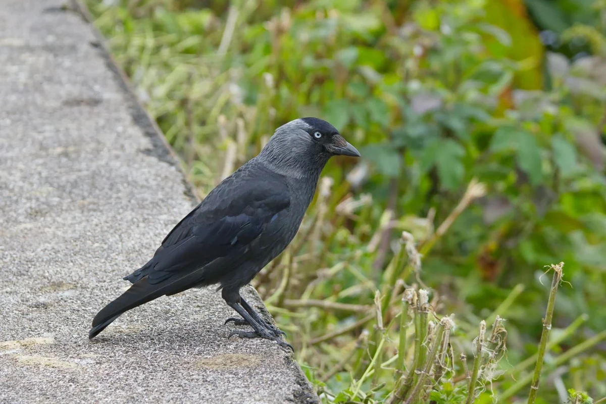 Jackdaw on a wall with pale eyes visible