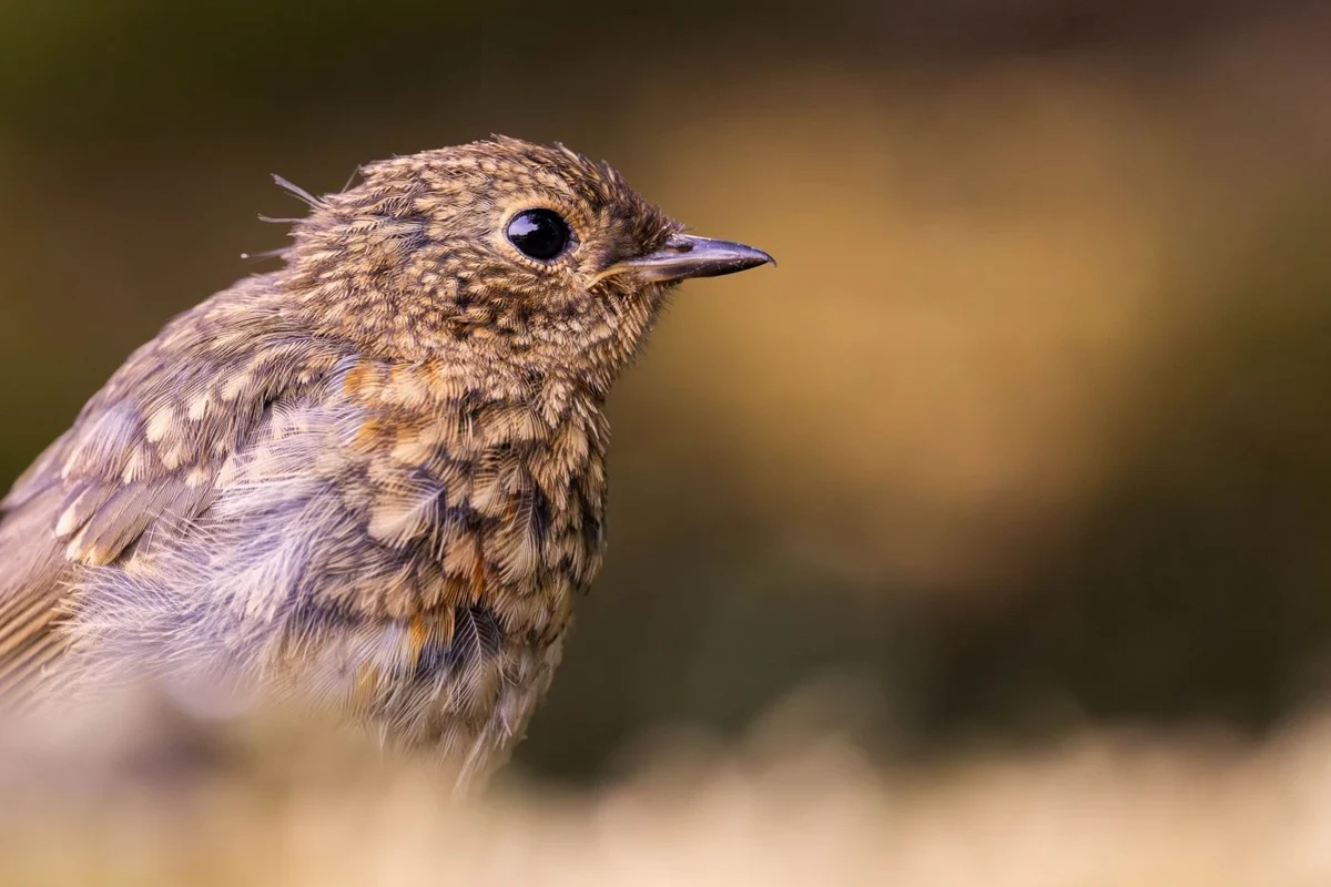 Juvenile European robin with speckled plumage
