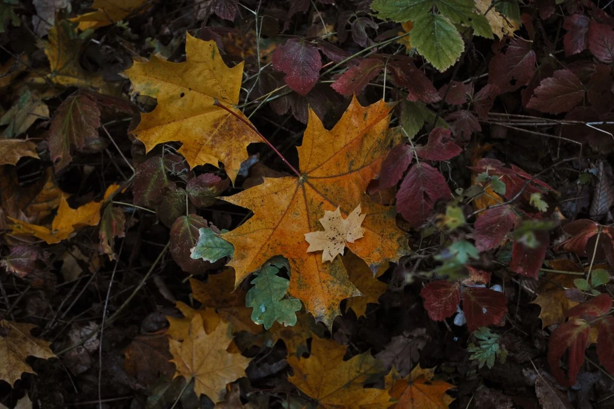 Fallen autumn leaves covering the ground