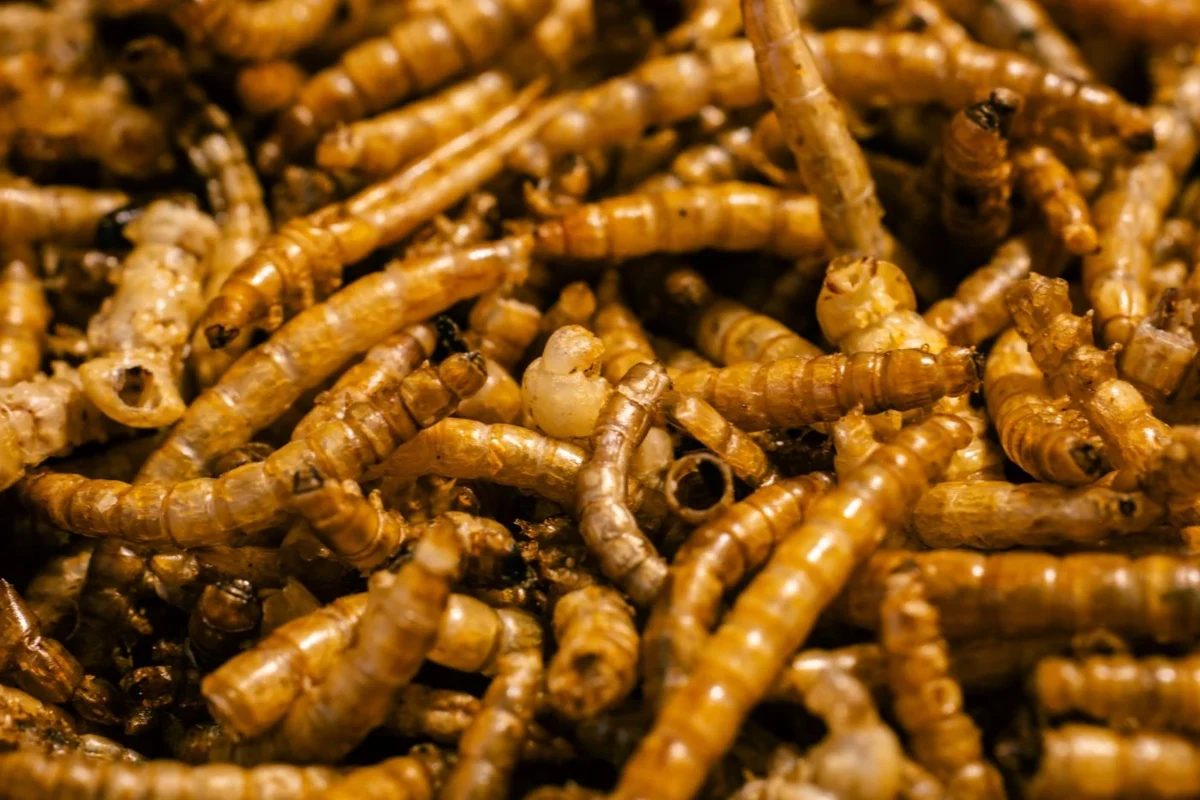 Close view of mealworms