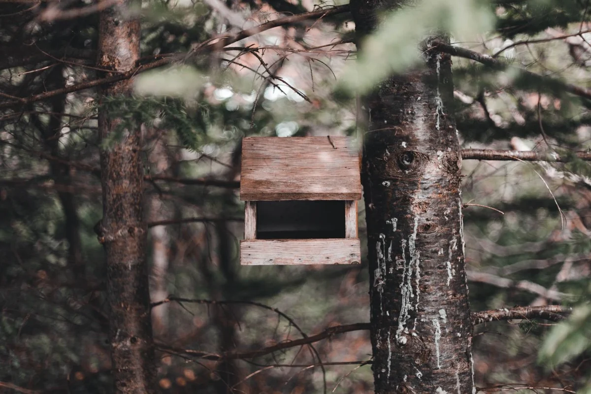 Open-fronted timber nest box attached to a tree