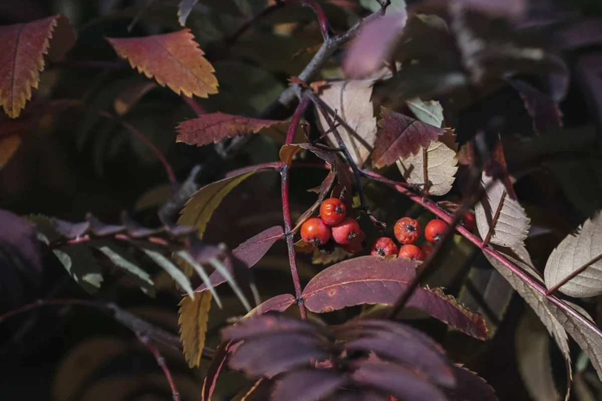 Clusters of rowan berries among leaves