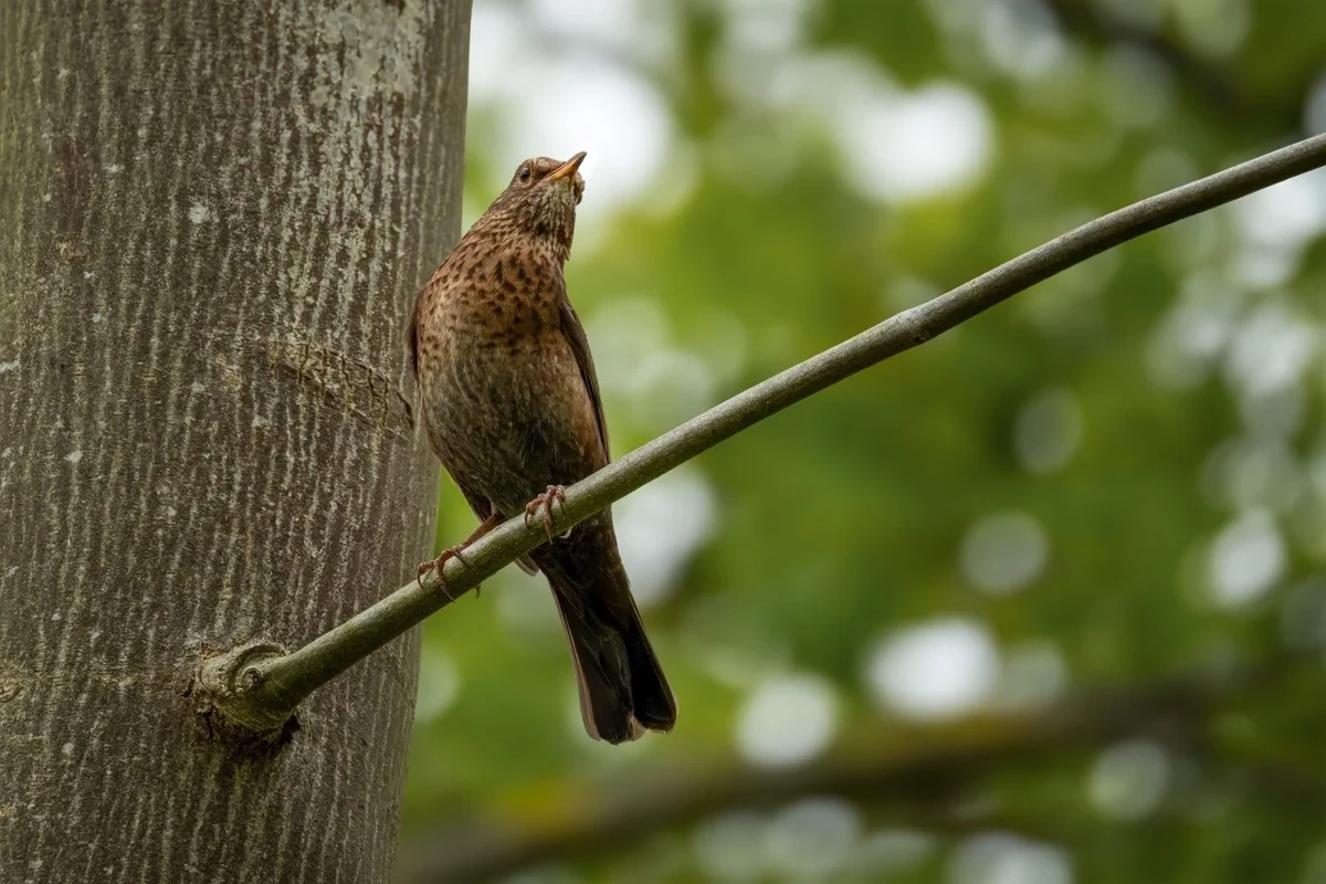 Song thrush perched in spring foliage