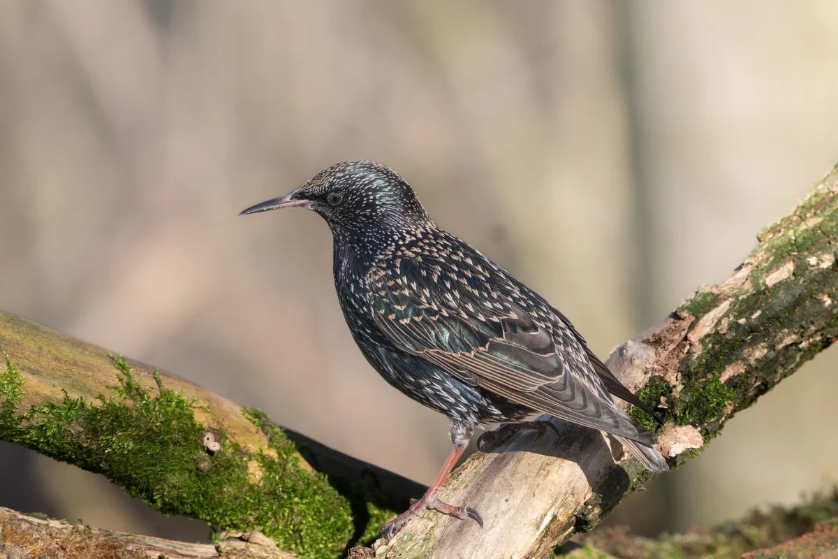 Common starling with speckled iridescent plumage