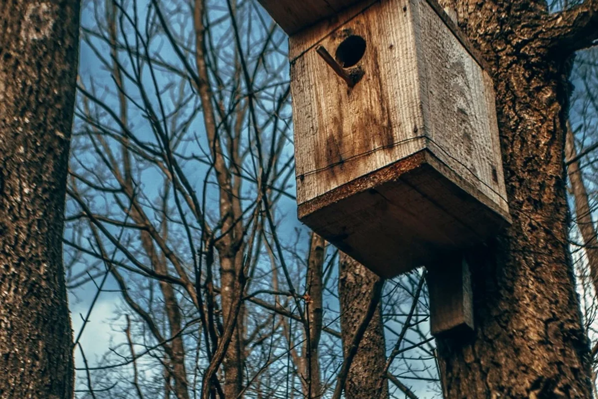 Timber nest box fixed beside a tree trunk