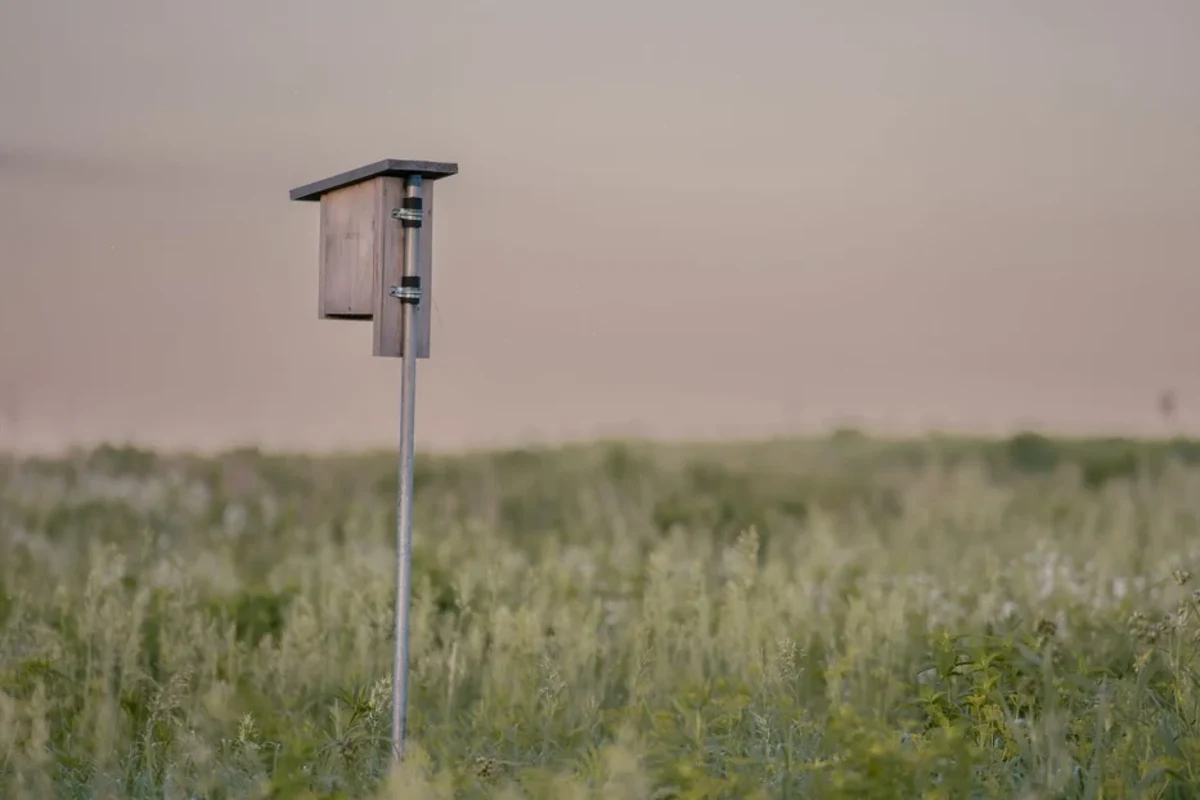 Unoccupied-looking nest box overlooking a field