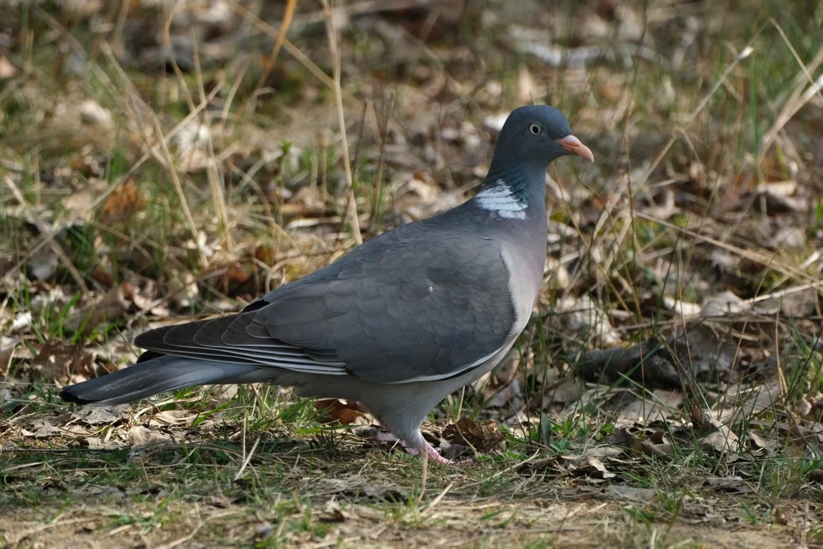 Common woodpigeon standing on the ground