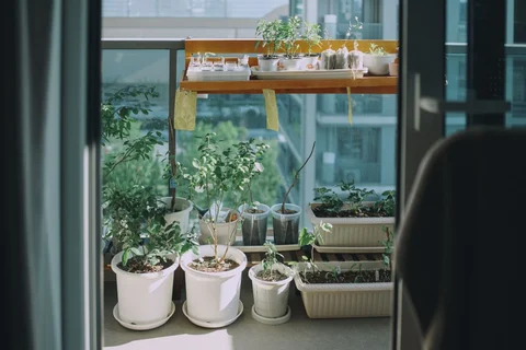 Potted plants grouped on a sunny balcony