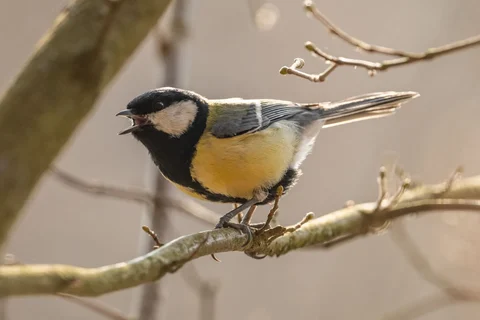 Great tit singing with its beak open