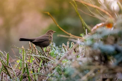 Common blackbird among garden vegetation