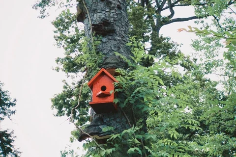 Nest box positioned among leafy tree branches