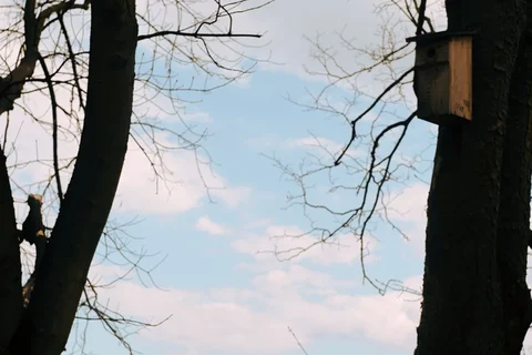 Nest box against bare branches in fading daylight