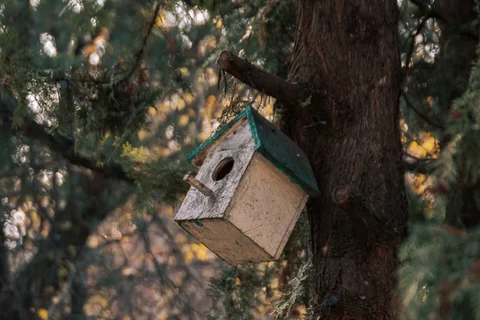 Weathered nest box leaning on its tree mounting