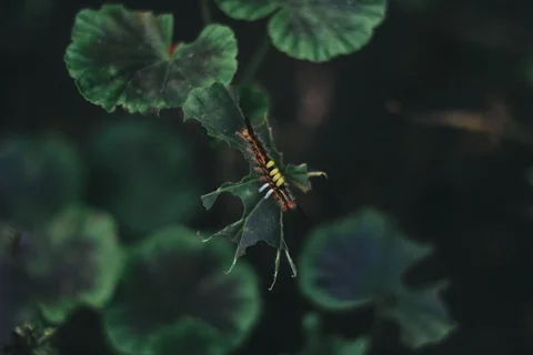 Caterpillar feeding on a green leaf