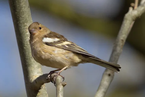 Chaffinch perched on a branch in Northern Ireland