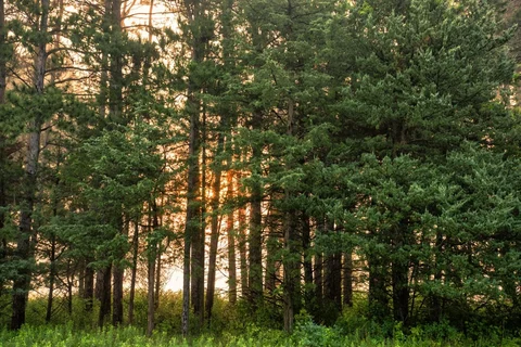 Quiet woodland trees at dawn