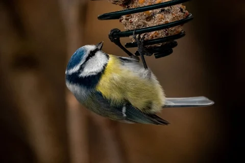 Blue tit visiting a garden feeder