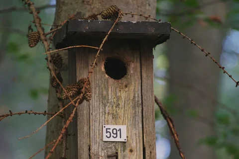 Wooden nest box attached to a tree trunk