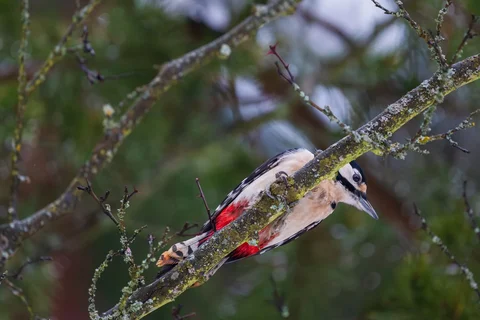 Great spotted woodpecker on a mossy branch