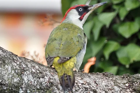 Green woodpecker perched on a tree trunk