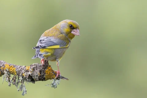 European greenfinch perched on a branch