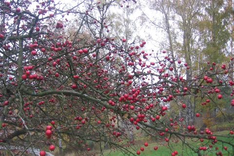 Red hawthorn fruits among autumn leaves