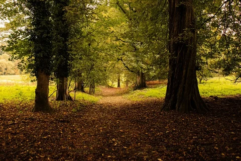 Leafy woodland footpath in High Peak England