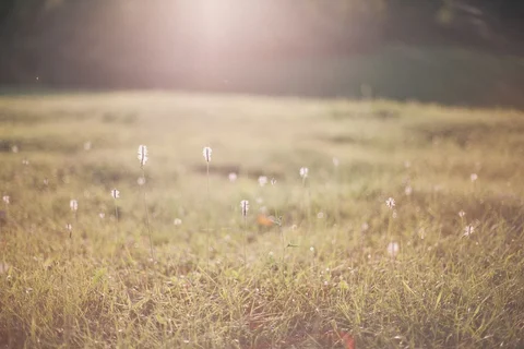 Long grasses and wild plants in a meadow