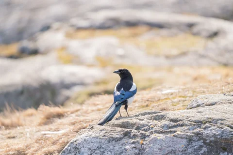 Eurasian magpie standing on a rock