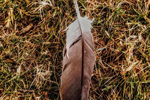 Shed bird feather resting on grass