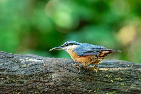 Eurasian nuthatch against tree bark