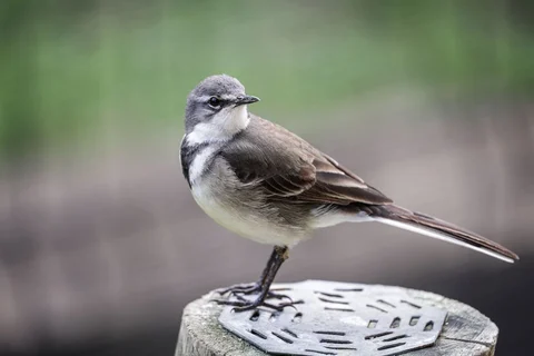 Wagtail perched on a post