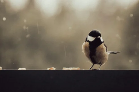 Great tit perched in rainy weather