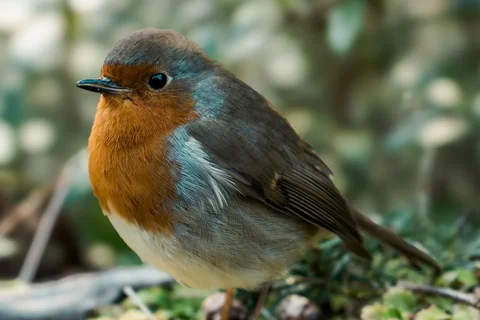 European robin standing on moss and fallen leaves