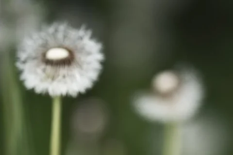 Dandelion seed heads left standing