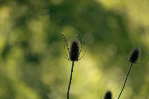 Teasel seed heads standing against green foliage