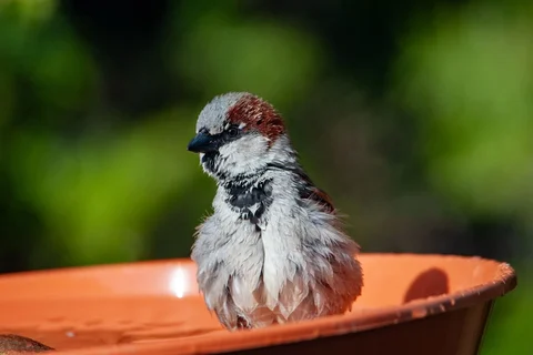 House sparrow bathing in a terracotta water bowl