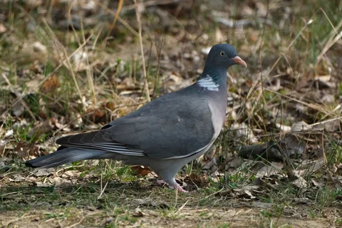 Common woodpigeon standing on the ground